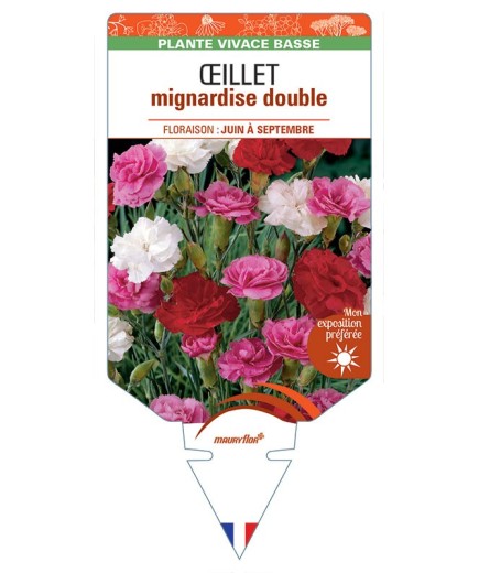 DIANTHUS plumarius voir ŒILLET mignardise double (varié) *