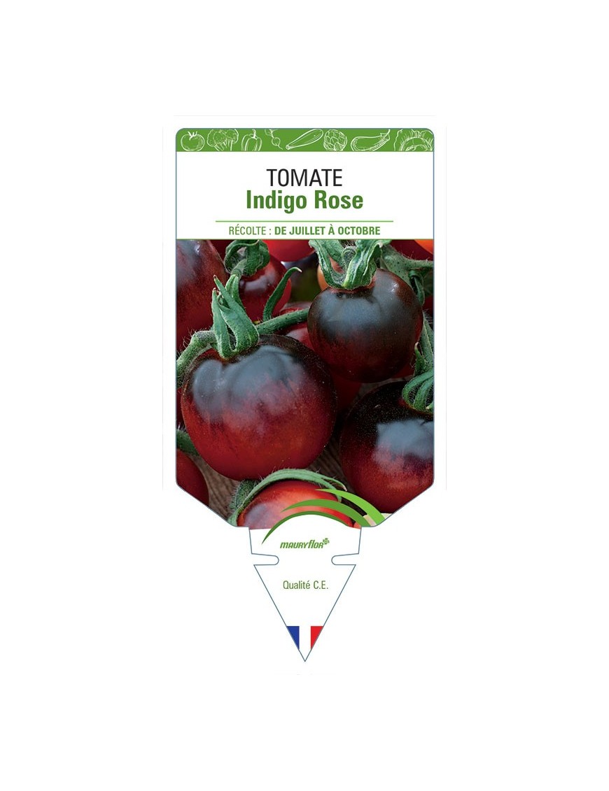 TOMATE INDIGO ROSE