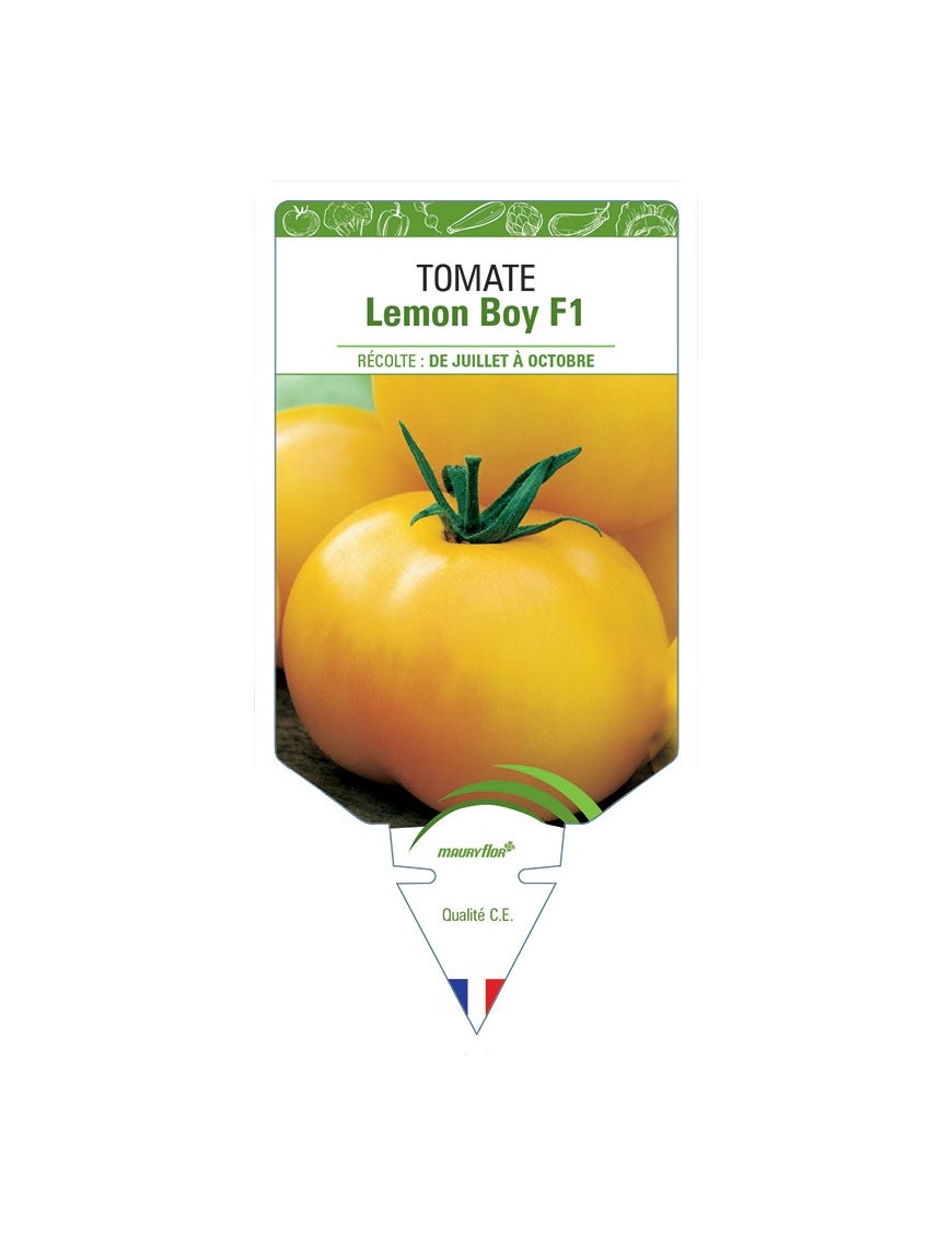 TOMATE LEMON BOY F1