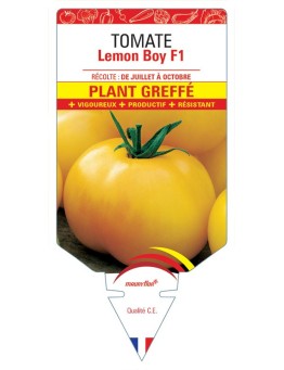 TOMATE LEMON BOY F1 PLANT GREFFÉ