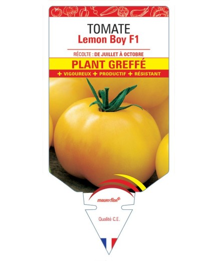 TOMATE LEMON BOY F1 PLANT GREFFÉ