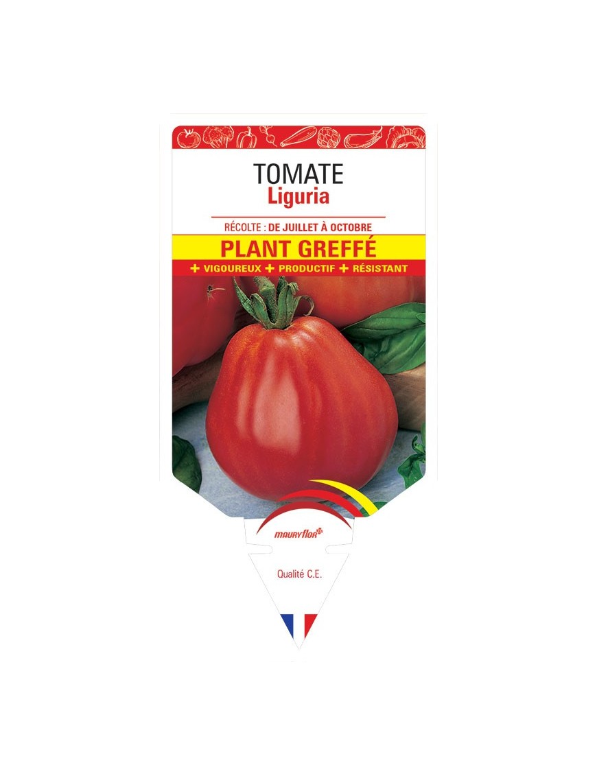 TOMATE LIGURIA PLANT GREFFÉ