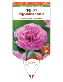 DIANTHUS plumarius voir ŒILLET mignardise double (rose) *