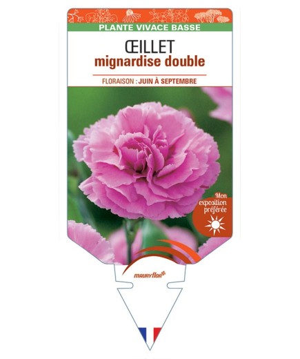 DIANTHUS plumarius voir ŒILLET mignardise double (rose) *