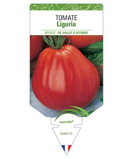 TOMATE LIGURIA