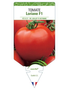 TOMATE LORIANE F1
