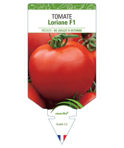 TOMATE LORIANE F1
