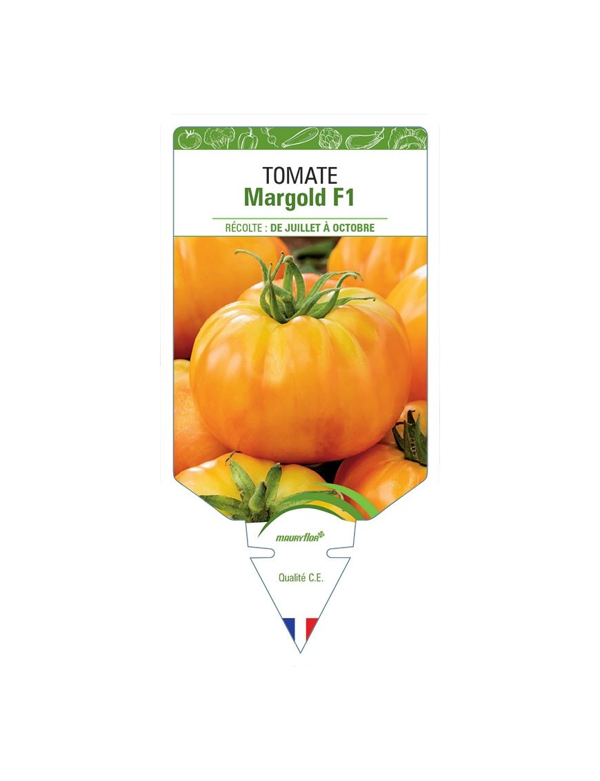 TOMATE MARGOLD F1