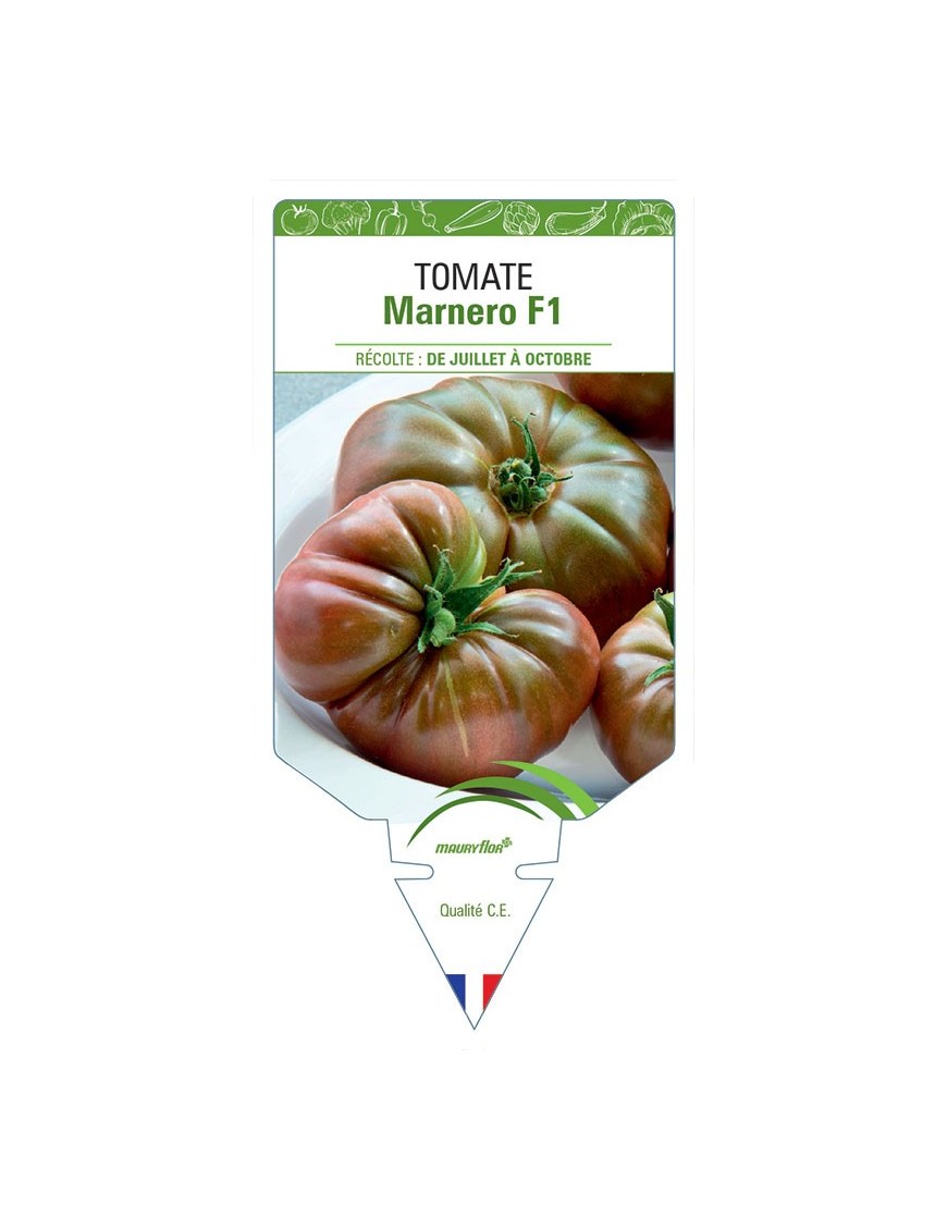 TOMATE MARNERO F1