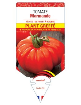 TOMATE MARMANDE PLANT GREFFÉ