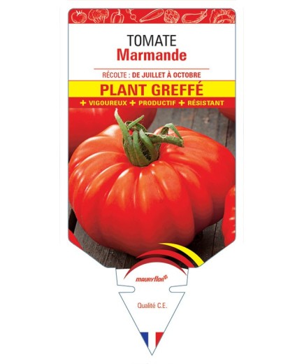 TOMATE MARMANDE PLANT GREFFÉ