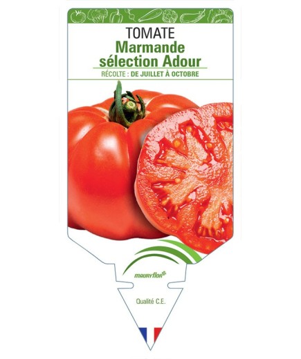 TOMATE MARMANDE SÉLECTION ADOUR