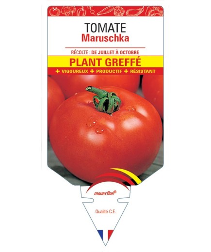 TOMATE MARUSCHKA PLANT GREFFÉ