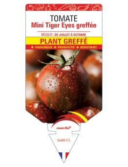 TOMATE MINI TIGER EYES PLANT GREFFÉ
