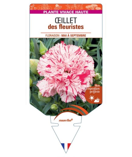 DIANTHUS caryophyllus voir ŒILLET DES FLEURISTES (blanc strié rose)