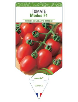 TOMATE MODUS F1