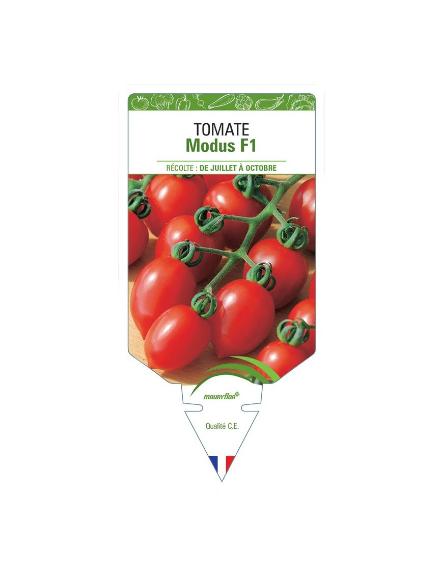 TOMATE MODUS F1