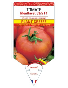 TOMATE MONTFAVET 63/5 F1 PLANT GREFFÉ