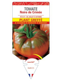 TOMATE NOIRE DE CRIMÉE F1 PLANT GREFFÉ