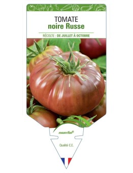 TOMATE NOIRE RUSSE