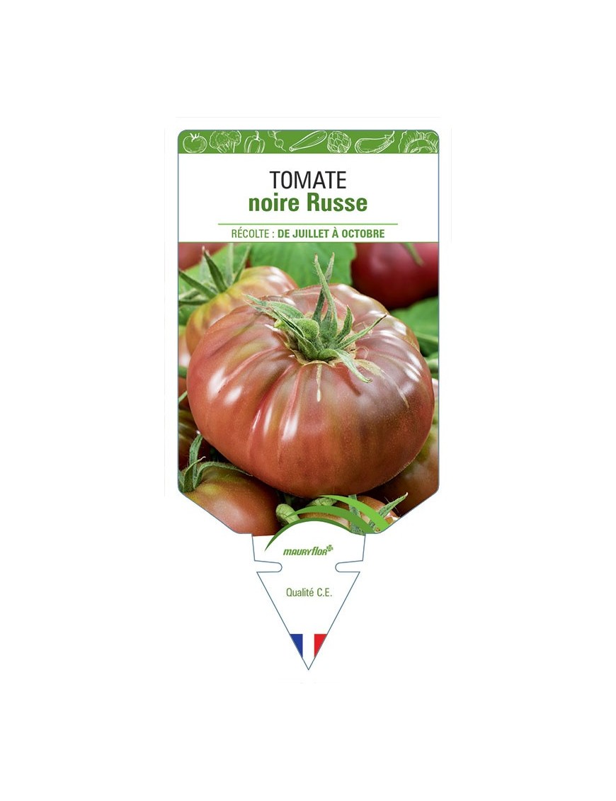 TOMATE NOIRE RUSSE