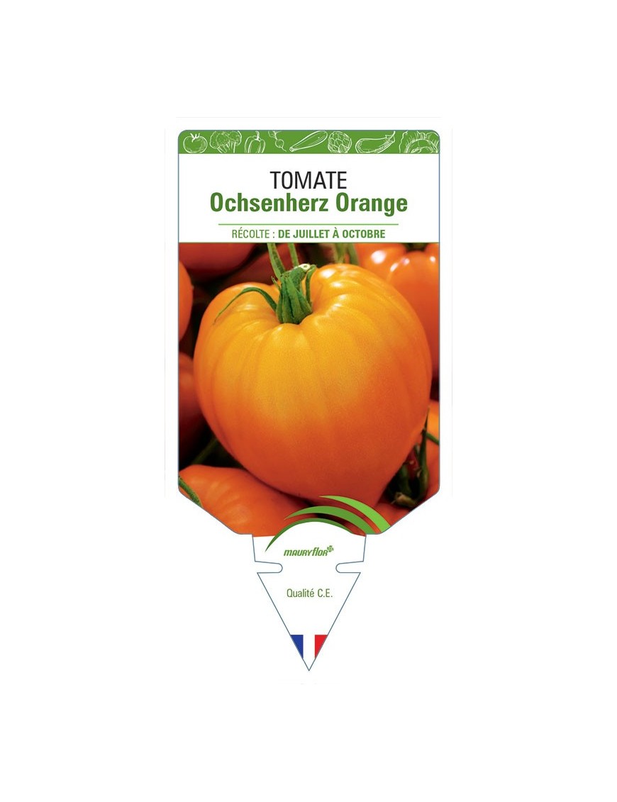 TOMATE OCHSENHERZ ORANGE