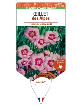 DIANTHUS alpinus voir ŒILLET des Alpes (rose)*