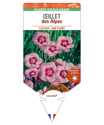 DIANTHUS alpinus voir ŒILLET des Alpes (rose)*