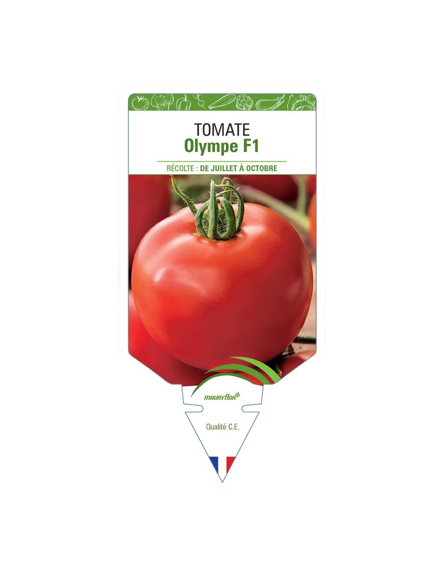 TOMATE OLYMPE F1