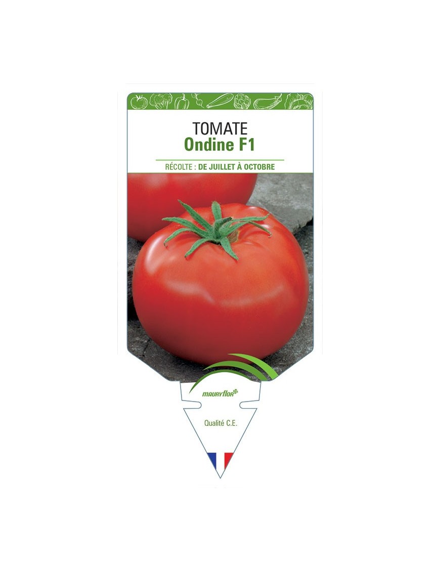 TOMATE ONDINE F1
