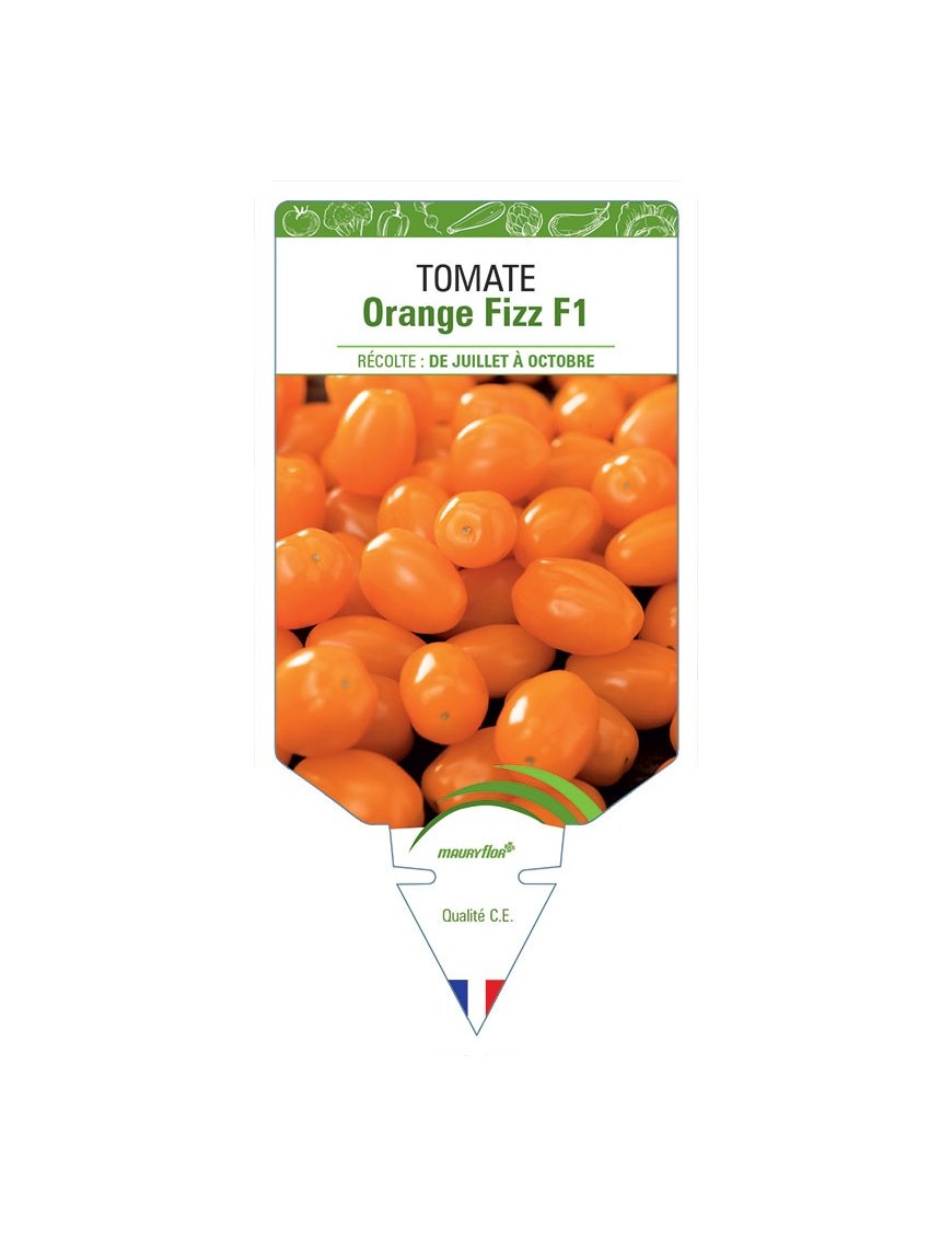 TOMATE ORANGE FIZZ F1