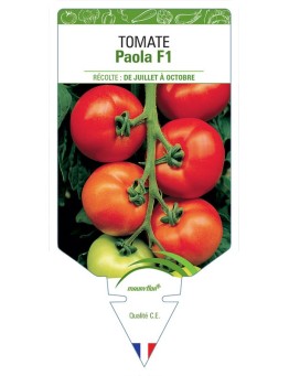 TOMATE PAOLA F1