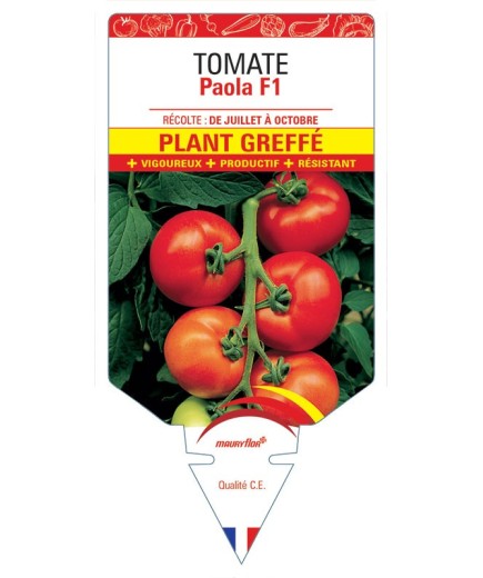 TOMATE PAOLA F1 PLANT GREFFÉ