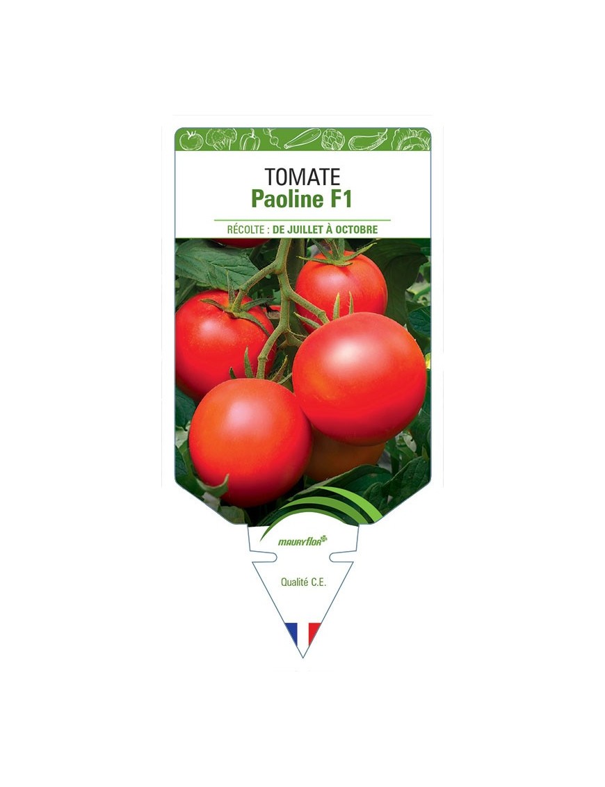 TOMATE PAOLINE F1
