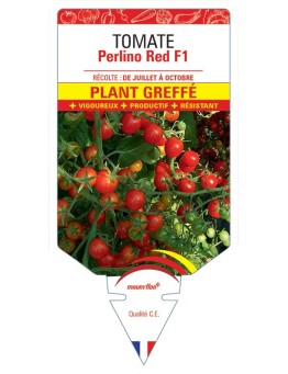 TOMATE PERLINO RED F1 PLANT GREFFÉ