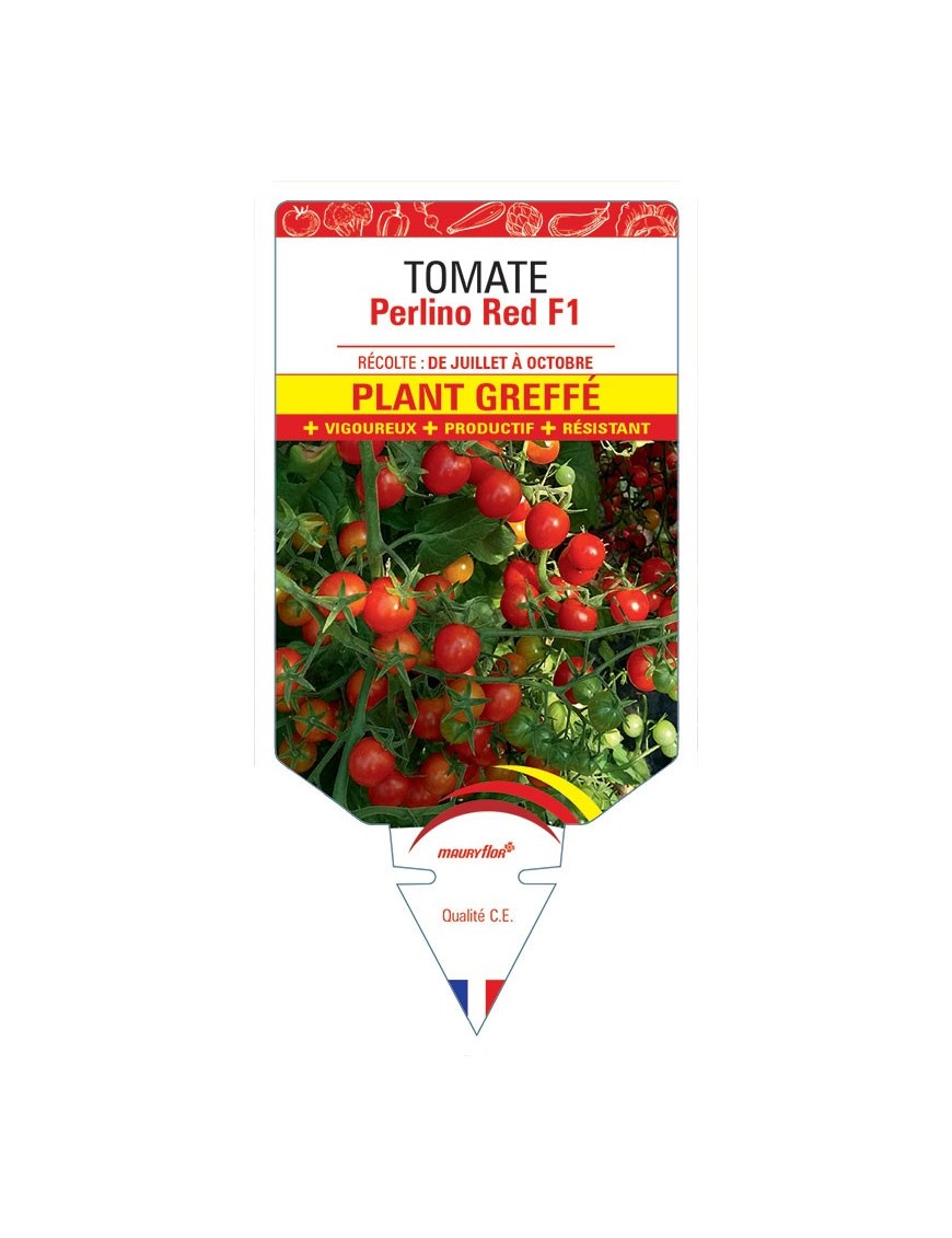 TOMATE PERLINO RED F1 PLANT GREFFÉ