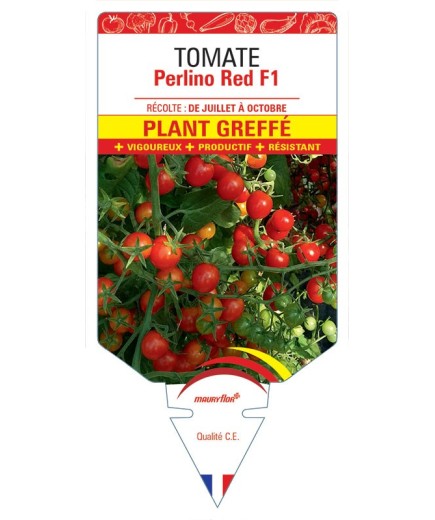 TOMATE PERLINO RED F1 PLANT GREFFÉ