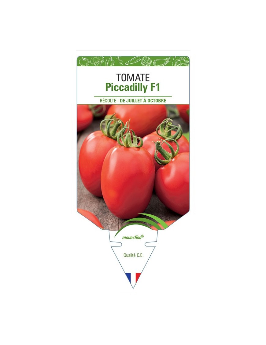 TOMATE PICCADILLY F1