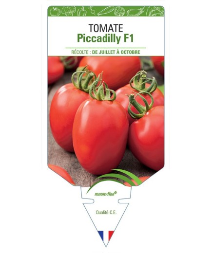 TOMATE PICCADILLY F1