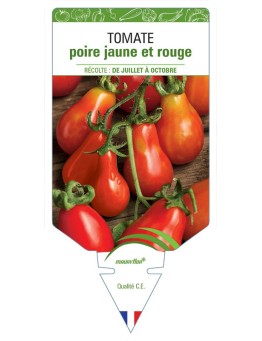 TOMATE POIRE JAUNE ET ROUGE
