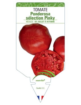 TOMATE PONDEROSA SÉLECTION PINKY