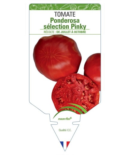 TOMATE PONDEROSA SÉLECTION PINKY