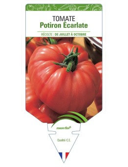 TOMATE POTIRON ÉCARLATE