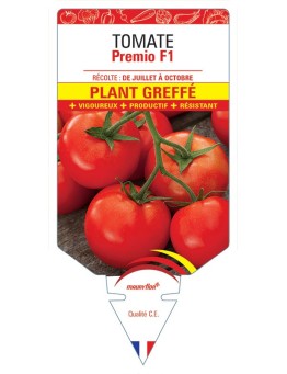 TOMATE PREMIO F1 PLANT GREFFÉ