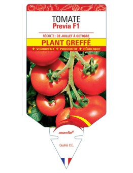TOMATE PREVIA F1 PLANT GREFFÉ