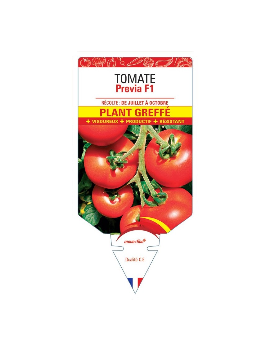 TOMATE PREVIA F1 PLANT GREFFÉ