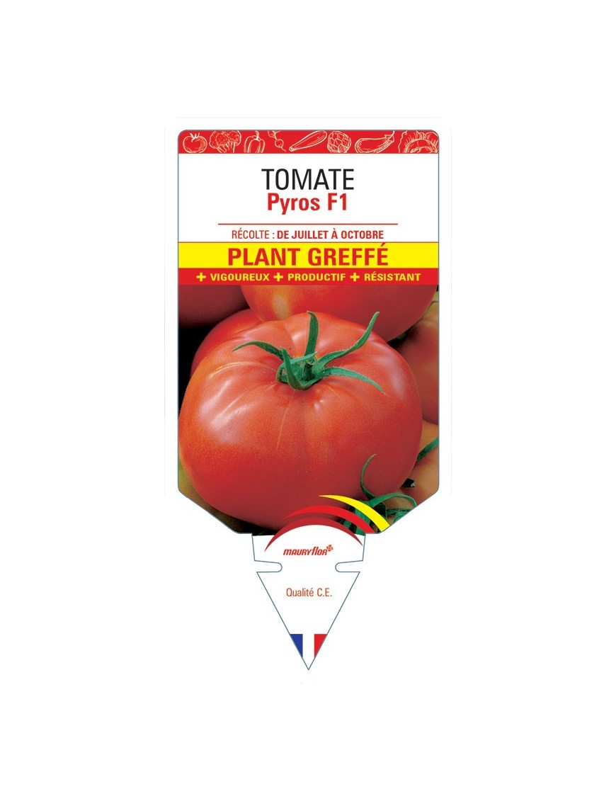 TOMATE PYROS F1 PLANT GREFFÉ