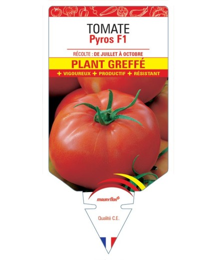 TOMATE PYROS F1 PLANT GREFFÉ