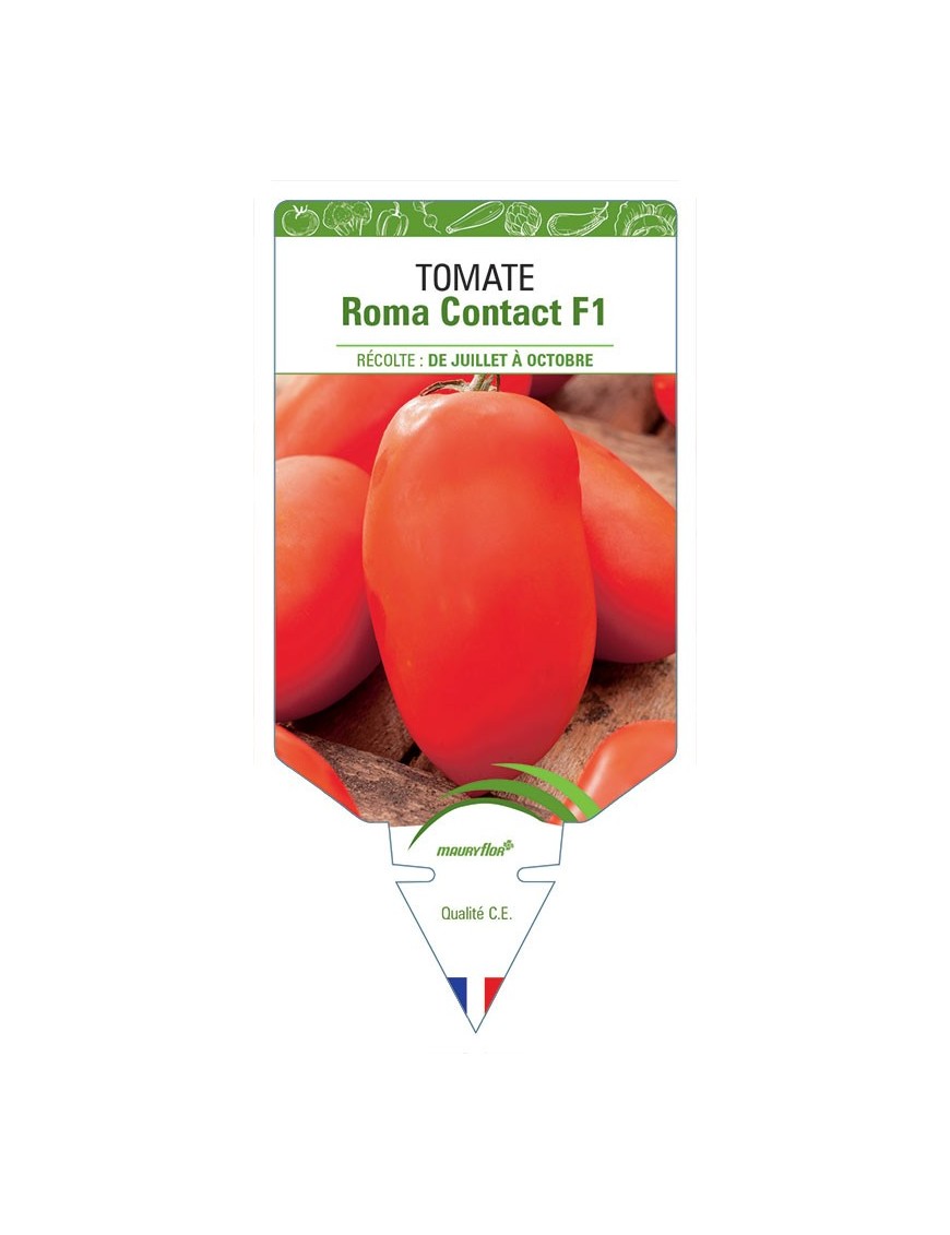 TOMATE ROMA CONTACT F1