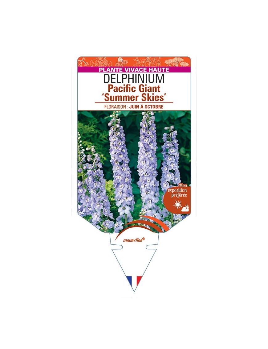 DELPHINIUM Pacific Giant 'SUMMER SKIES' (bleu clair œil blanc) *